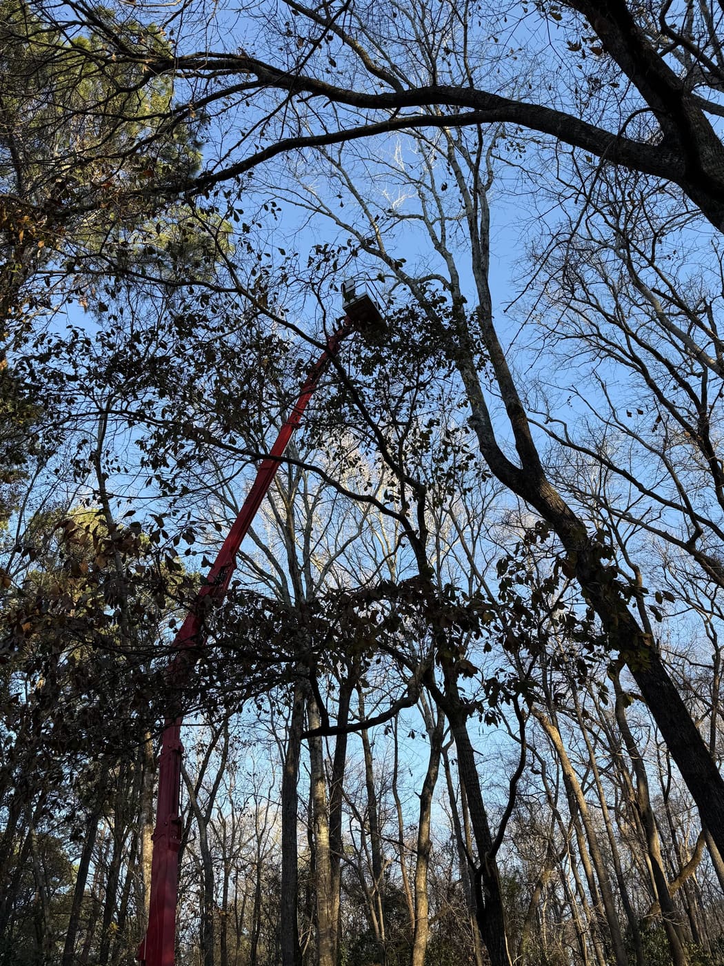 Tree cabling and rigging in canopy