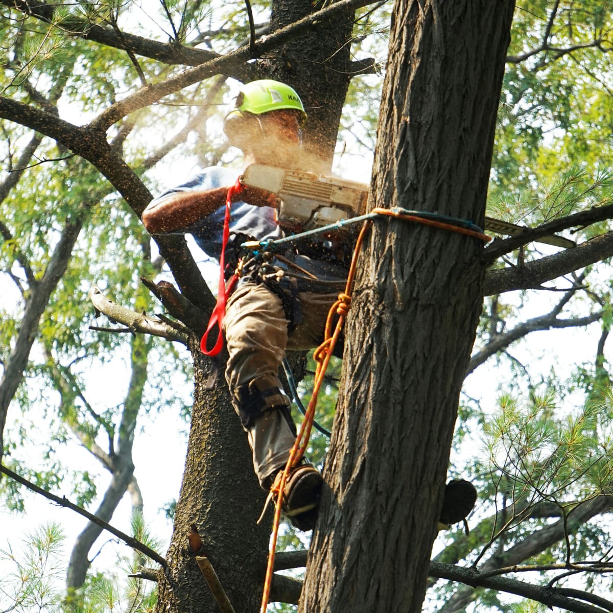 Pamlico Tree Care climber roped into a pine with helmet and saddle, making a cut