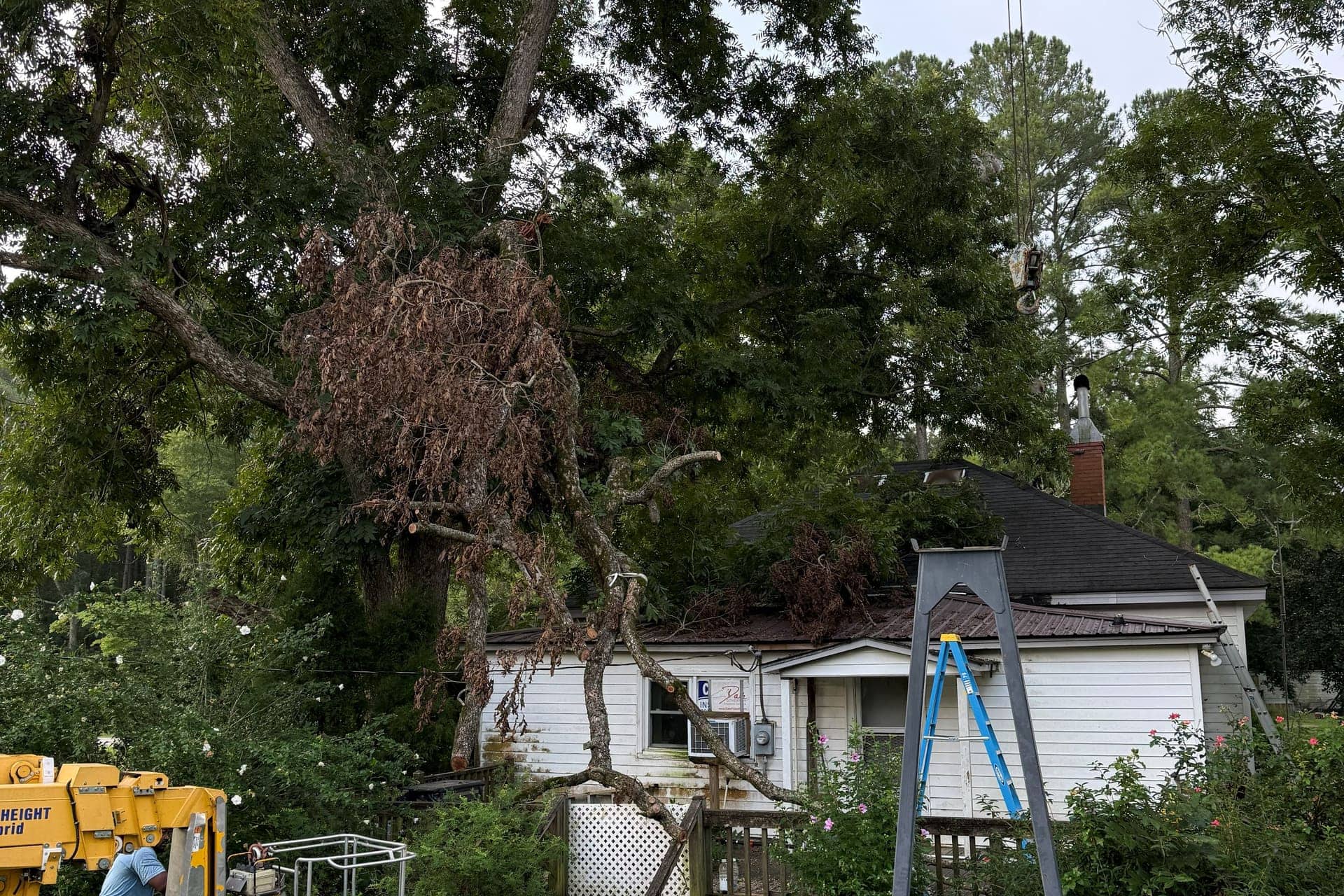 Tree fallen on cars after storm