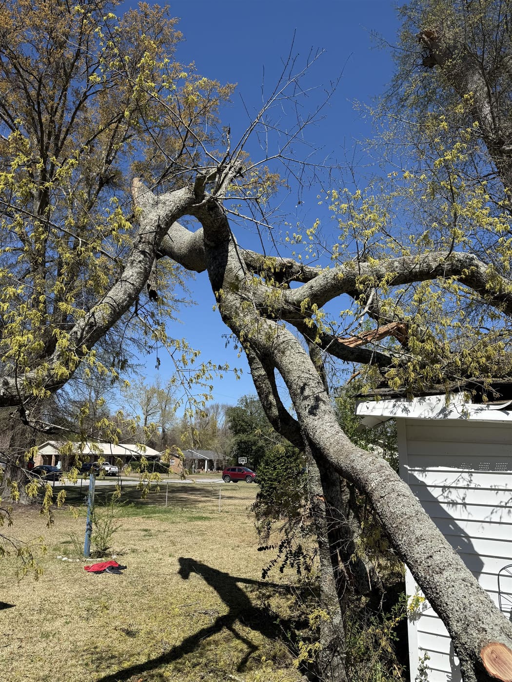 Heritage oak removal job