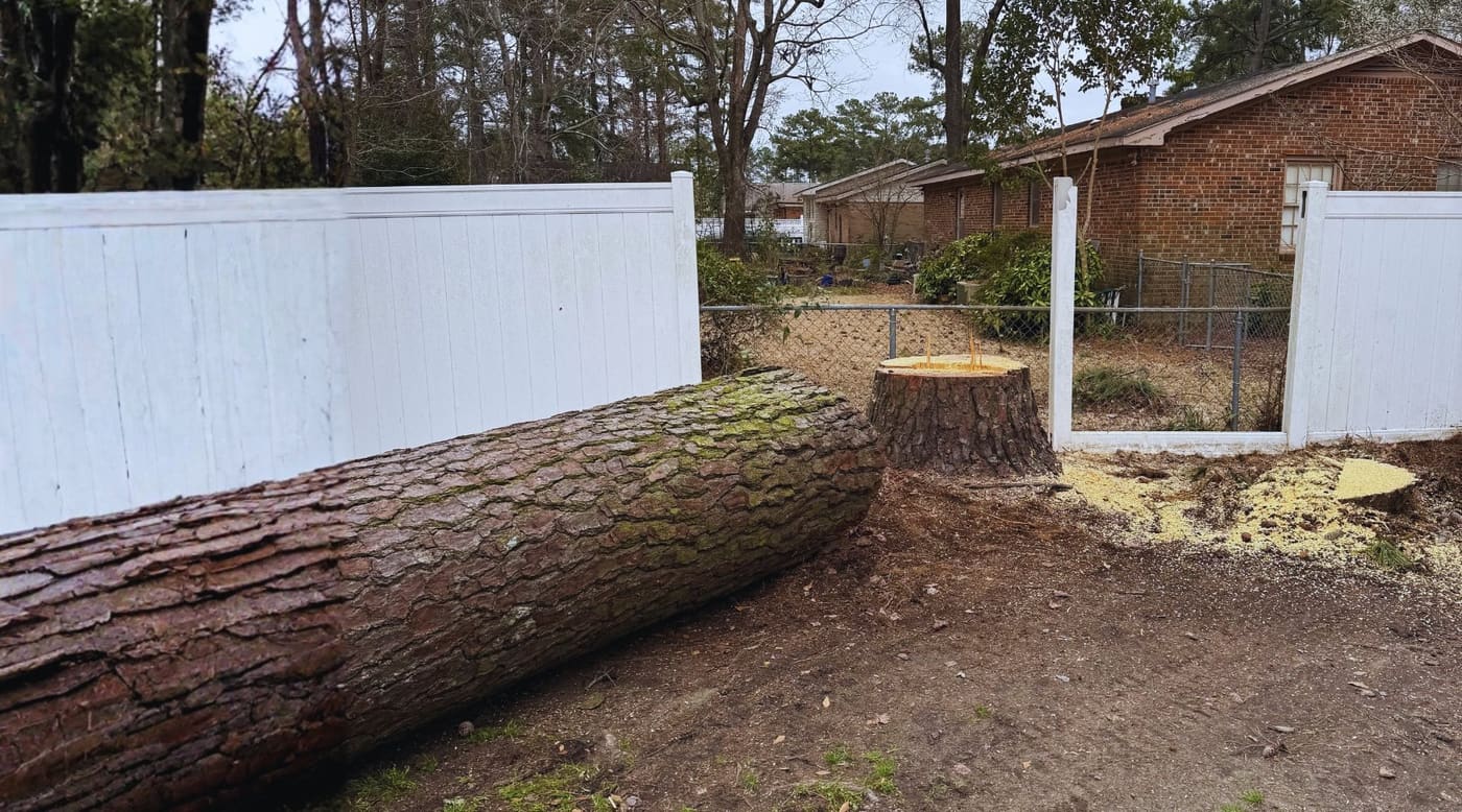 Tree removal, pine cut down