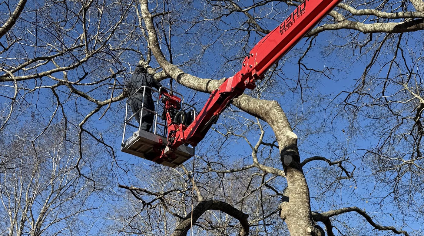 Tree trimming from spider lift